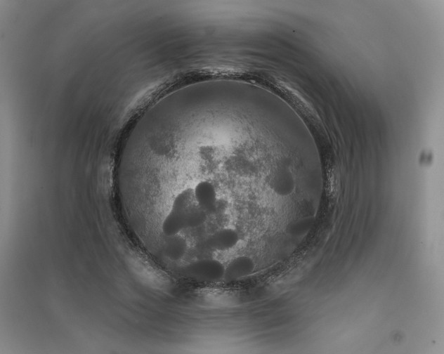 X0000091510733200708171155