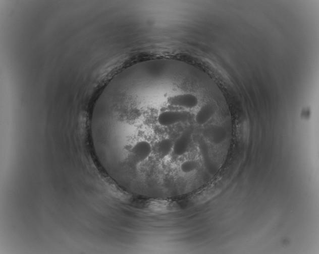 X0000091510757200708171155