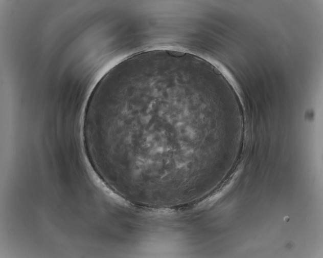 X0000091510957200708171153