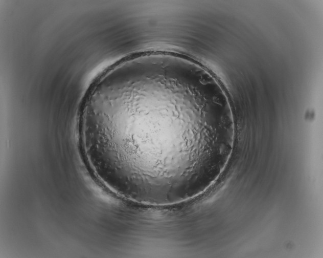 X0000091510987200708171152