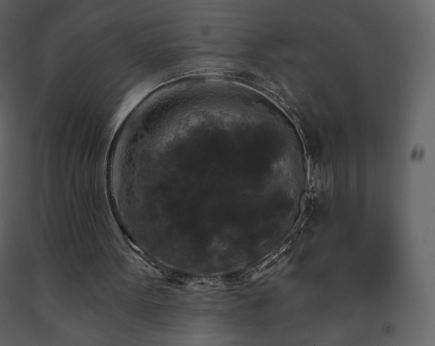 X0000091510099200708241637