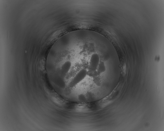 X0000091510175200708241636