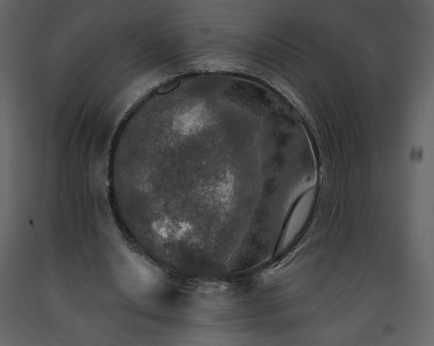 X0000091510438200708241632