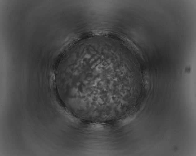 X0000091510523200708241631