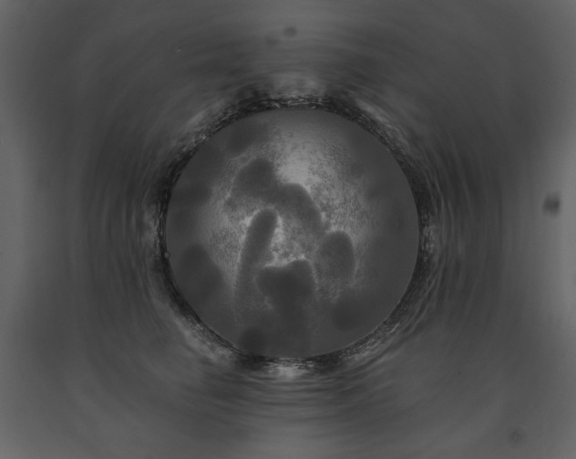 X0000091510662200708241630