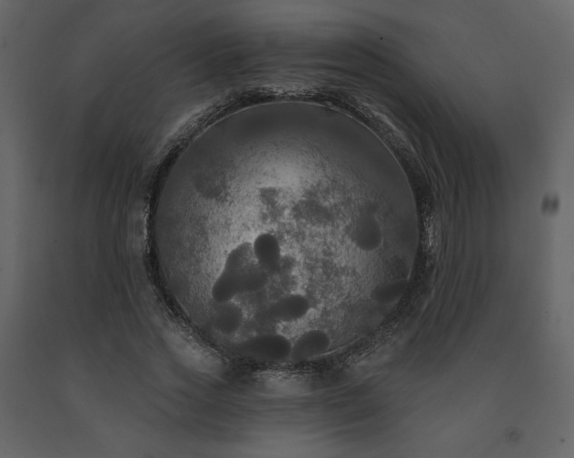 X0000091510733200708241628