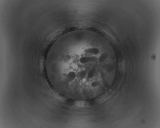 X0000091510757200708241629