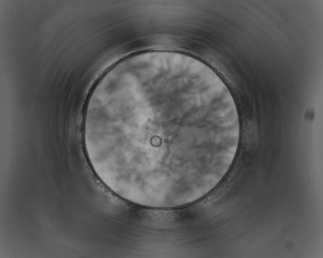 X0000091510856200708241628