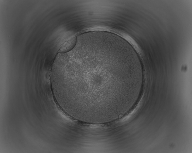 X0000091510857200708241628