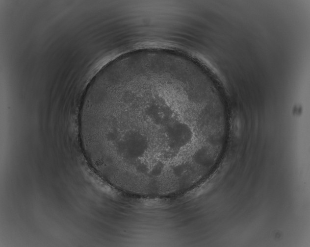 X0000091511025200708241625