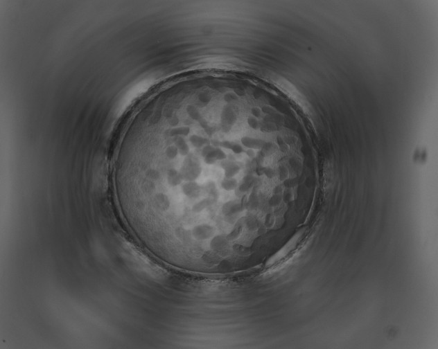 X0000091511067200708241624