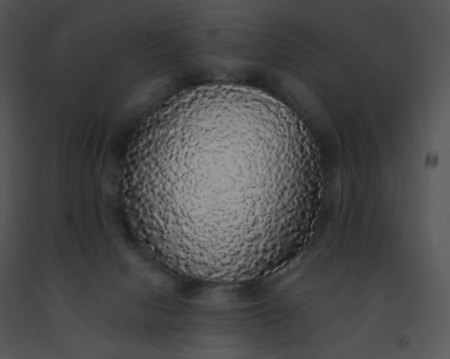 X0000091510078200708311236