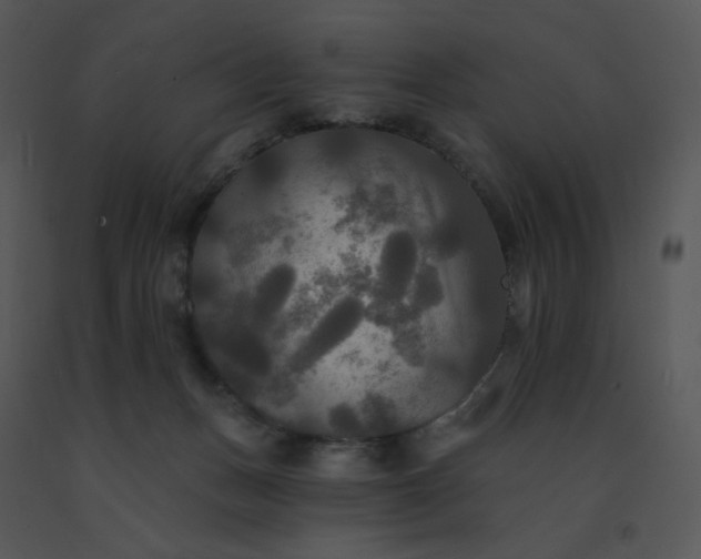 X0000091510175200708311235