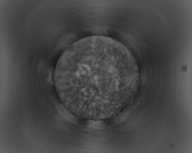 X0000091510185200708311235