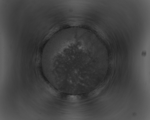 X0000091510277200708311233