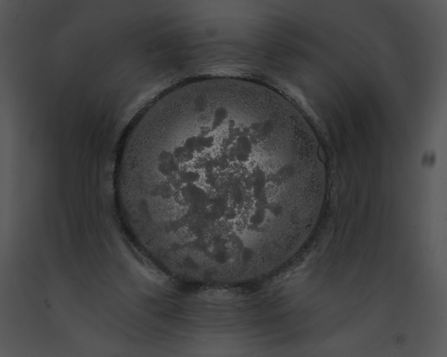 X0000091510299200708311233