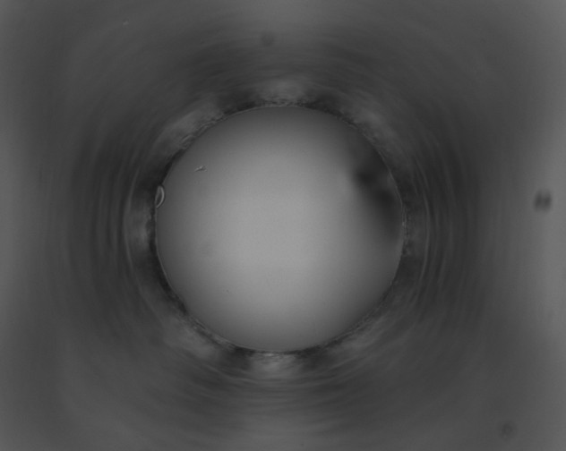 X0000091510334200708311232