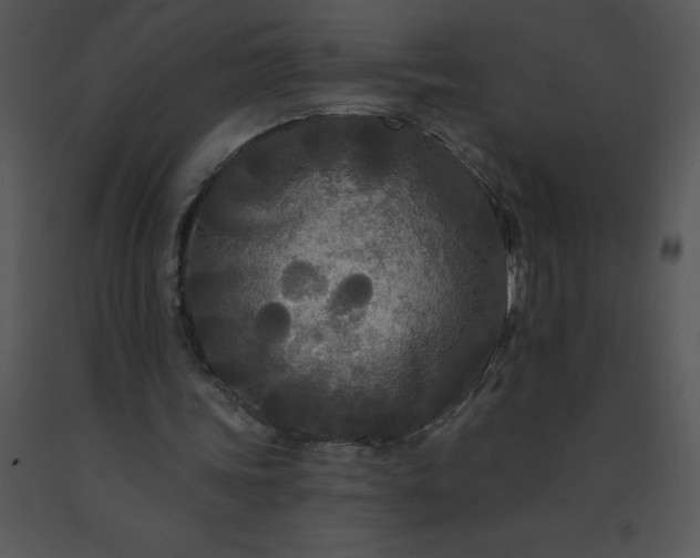 X0000091510339200708311231