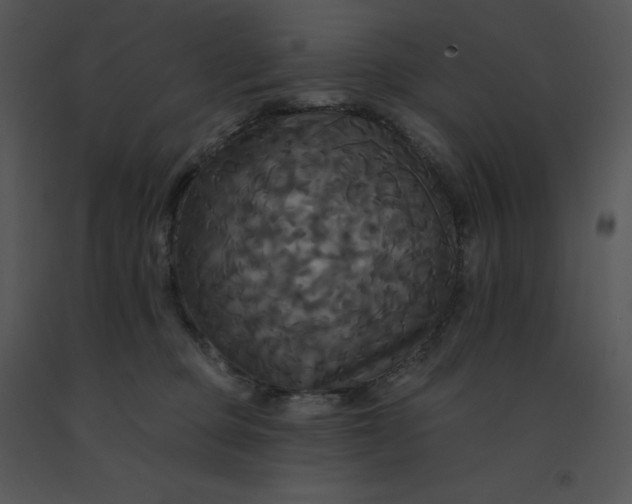 X0000091510373200708311232