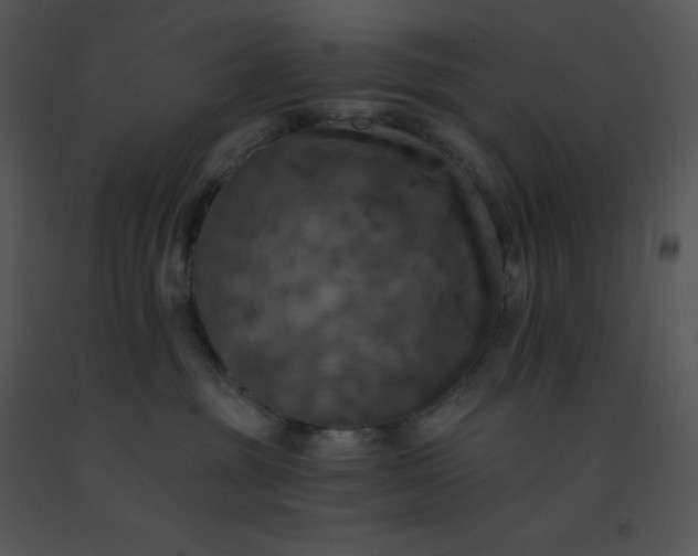 X0000091510381200708311232