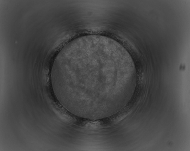 X0000091510599200708311229