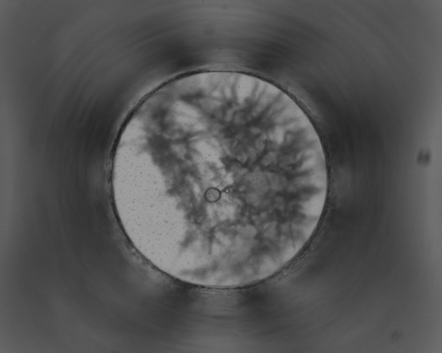 X0000091510856200708311226