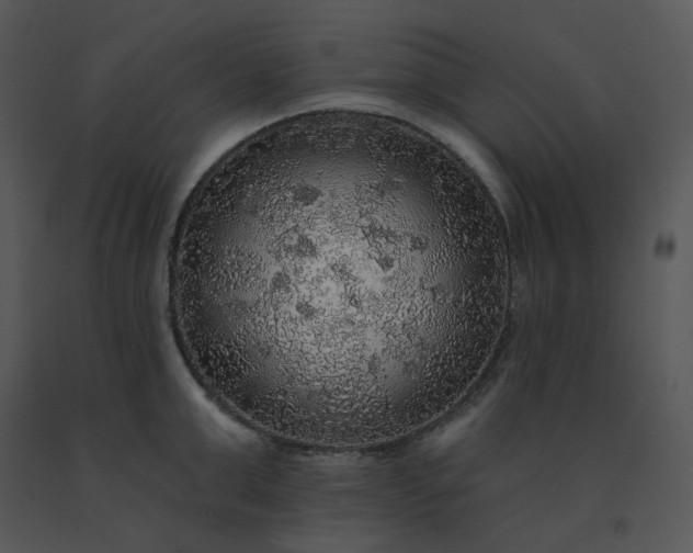 X0000091510999200708311223