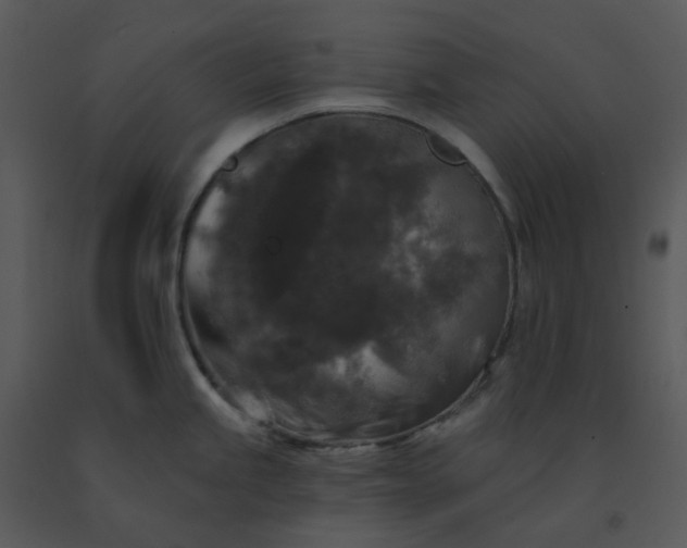 X0000091511245200708311220