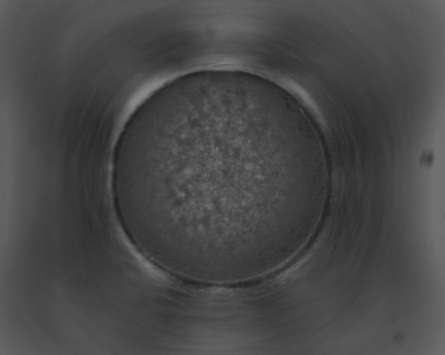 X0000091511424200708311218