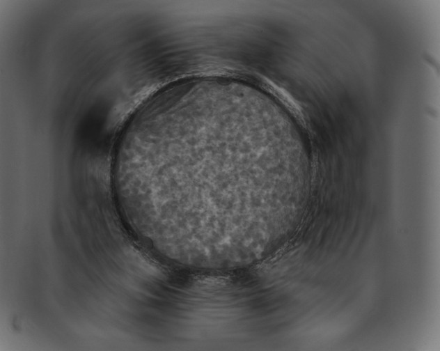 X0000091510155200709071002