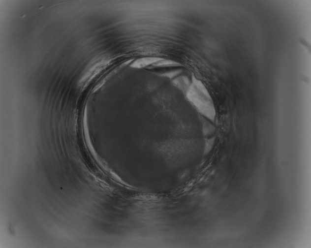 X0000091510194200709071001