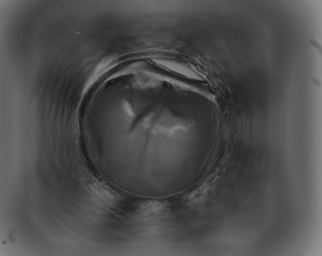 X0000091510198200709071001