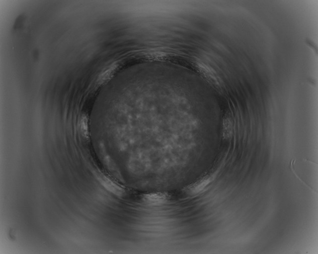 X0000091510238200709071001