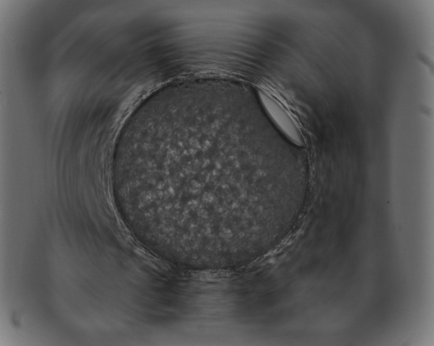 X0000091510241200709071000