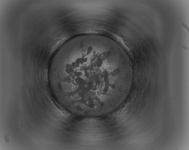 X0000091510299200709071000