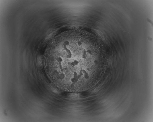 X0000091510335200709070959