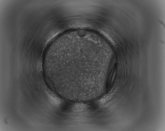 X0000091510399200709070958