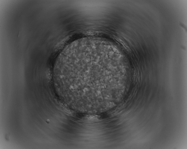 X0000091510569200709070956