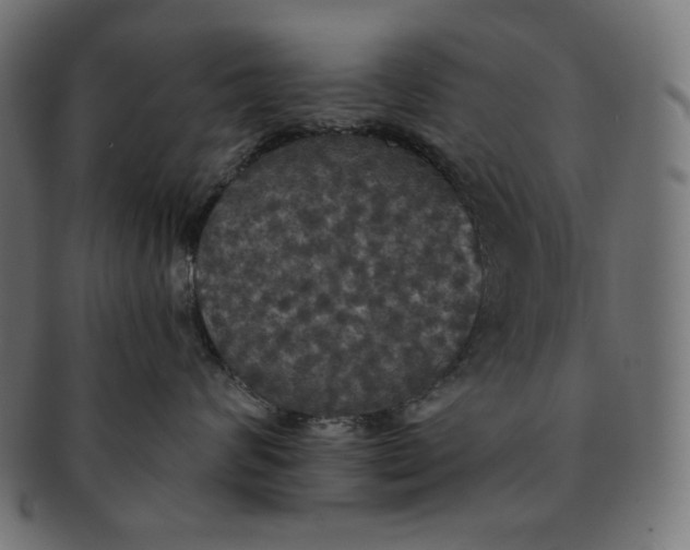 X0000091510624200709070955