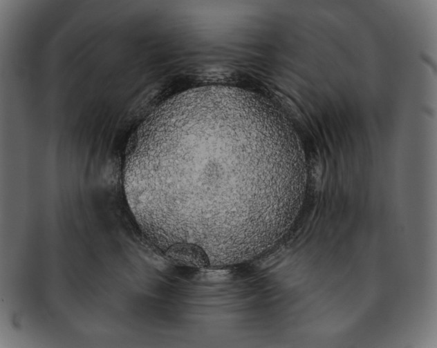 X0000091510665200709070955