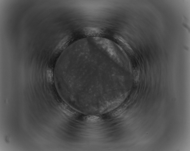 X0000091510669200709070955