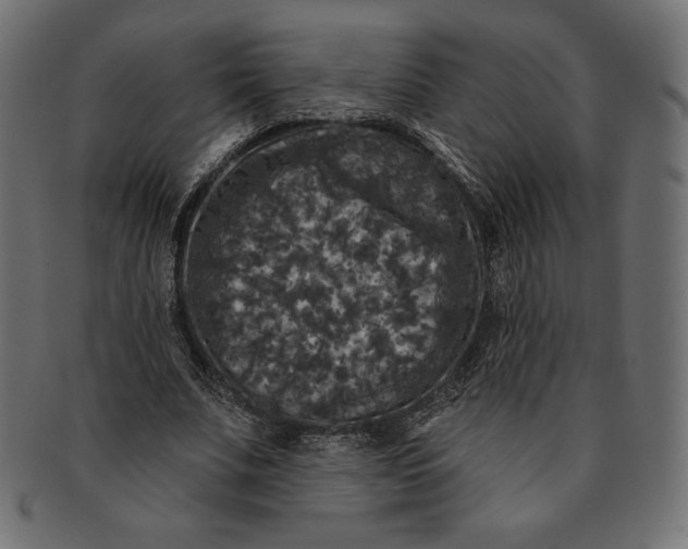 X0000091510679200709070954