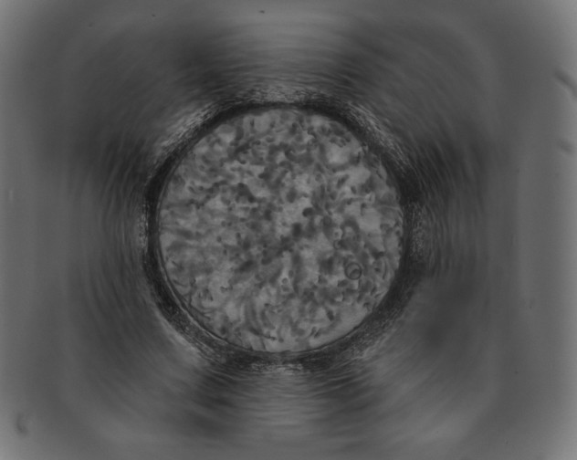 X0000091510683200709070954