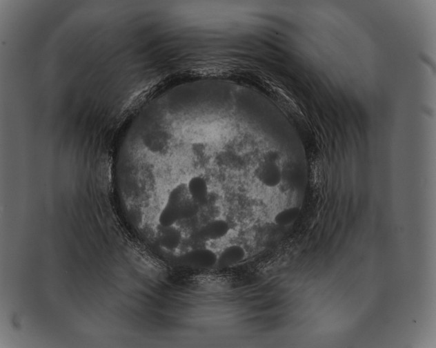 X0000091510733200709070953