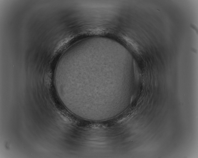 X0000091510736200709070953