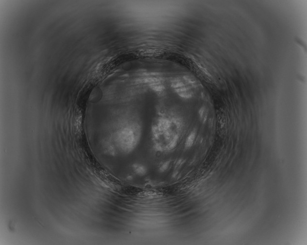 X0000091510745200709070953