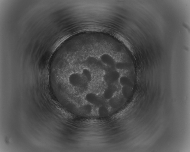 X0000091510829200709070951