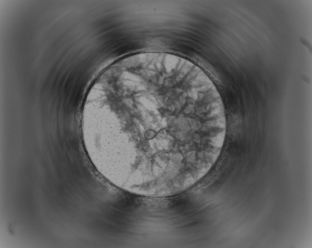 X0000091510856200709070952