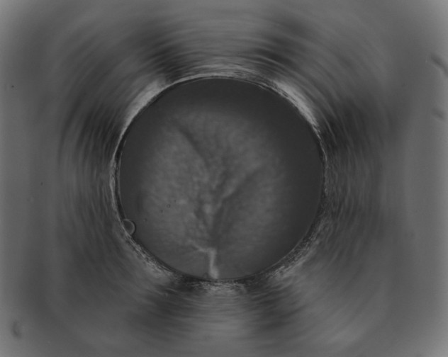 X0000091510899200709070950