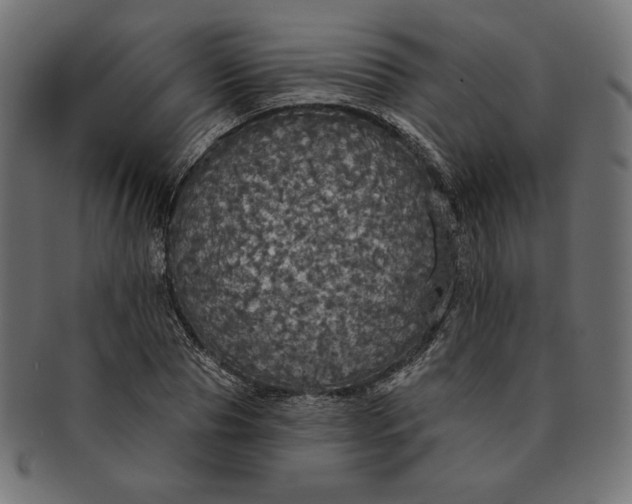 X0000091510929200709070950